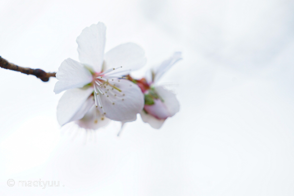 冬桜