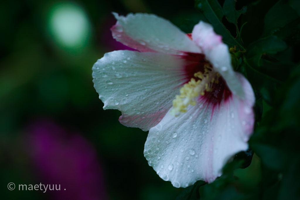雨の日の花