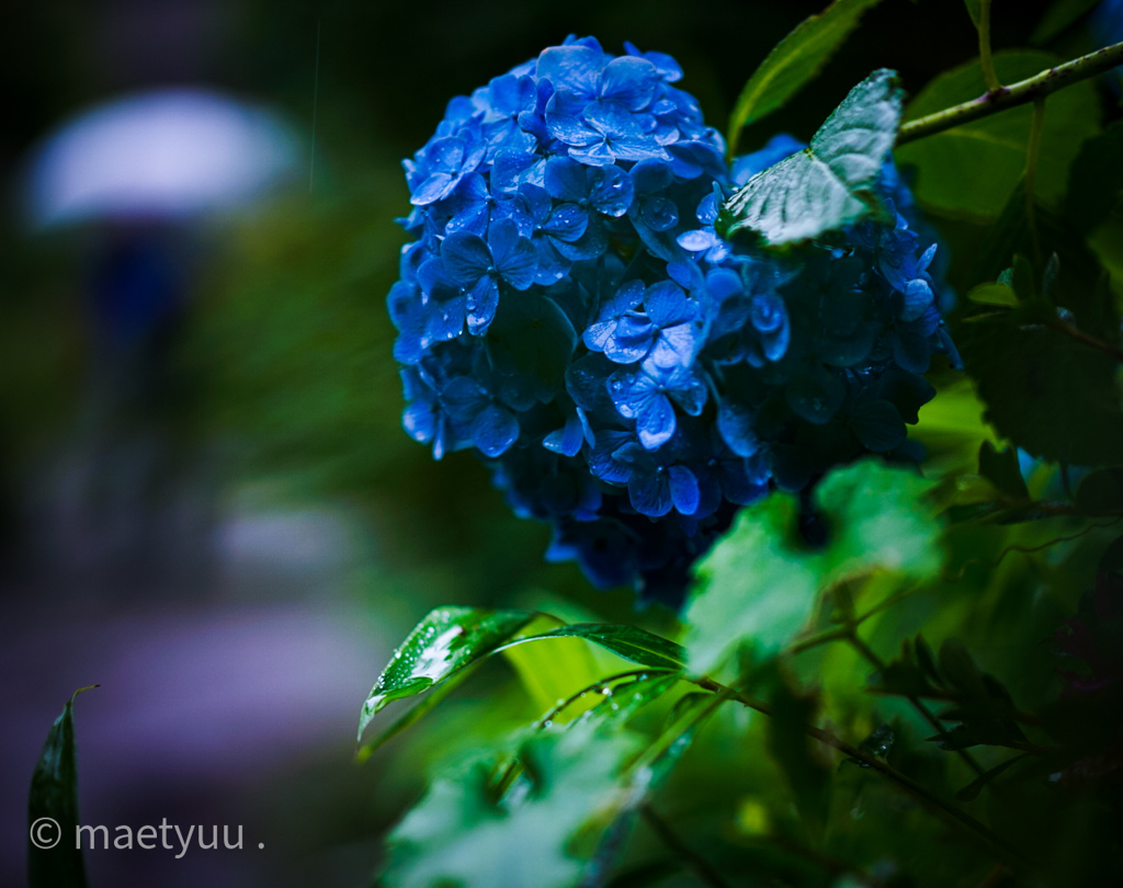 梅雨