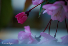 春の花