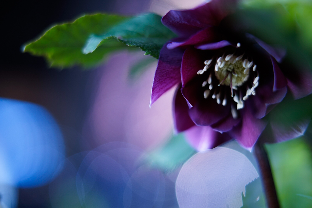 夜の花2