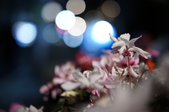 夜の花屋さん2