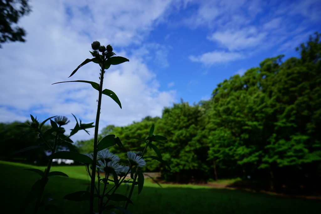 空と緑と