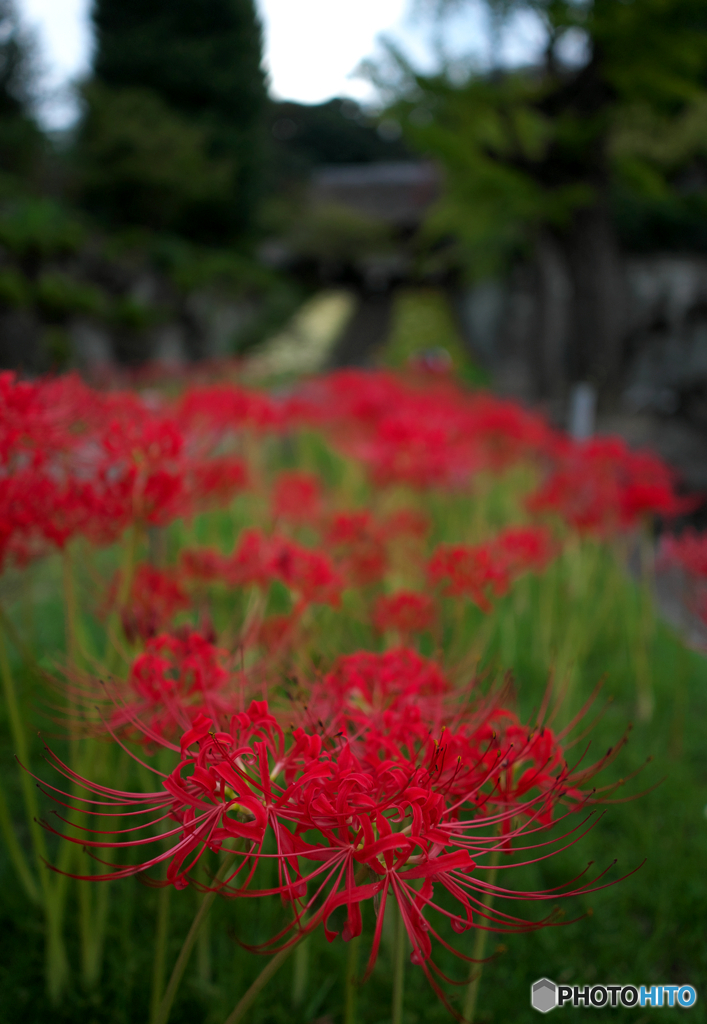 古寺の彼岸花