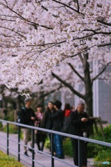 桜を求めて撮影行脚