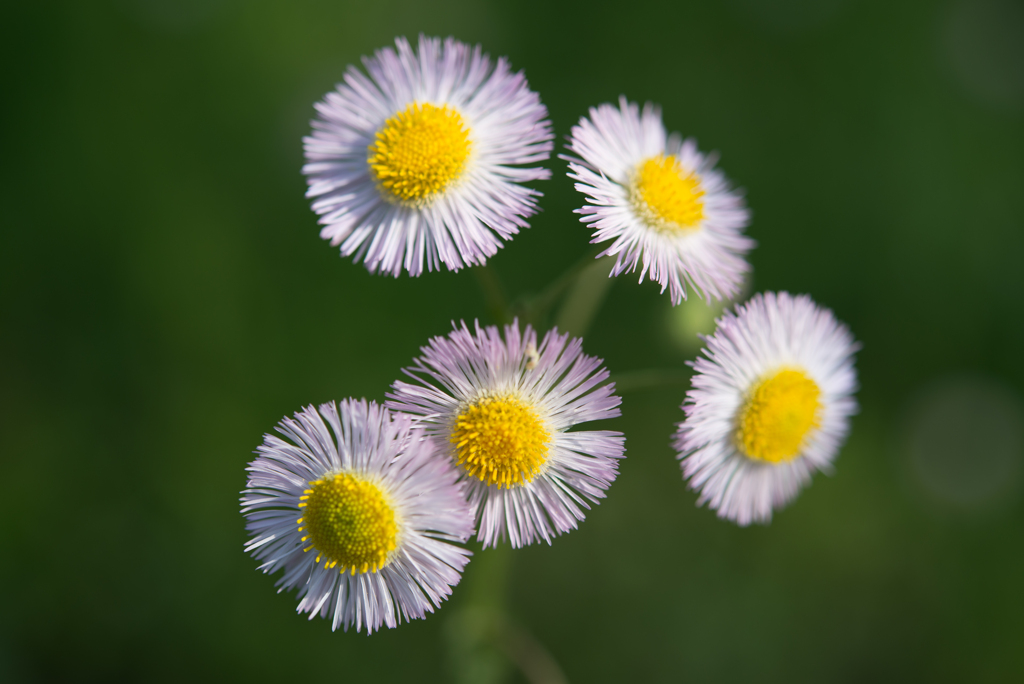 路傍の花