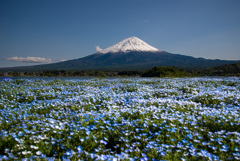 NemophilaとMt.Fuji