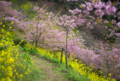 河津桜と菜の花の道Ⅶ