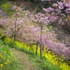 河津桜と菜の花の道Ⅶ