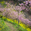 河津桜と菜の花の道Ⅶ
