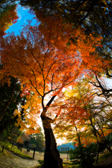 飛鳥山のもみじ