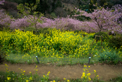 河津桜と菜の花の道Ⅵ