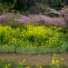 河津桜と菜の花の道Ⅵ