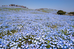 Nemophila Hill