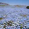 Nemophila Hill