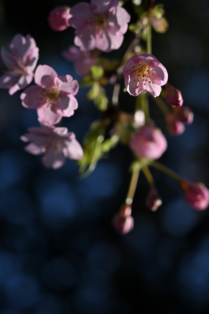 春を持ちわびて