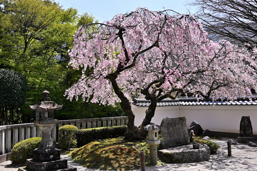 千如寺　しだれ櫻