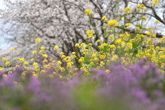 花の競演