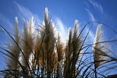 日差しを受けて