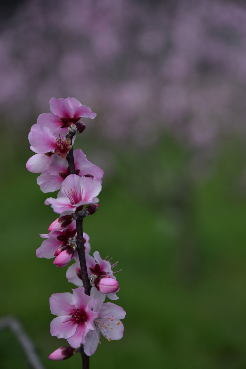 アーモンドの花