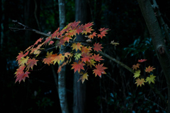 木立の中で