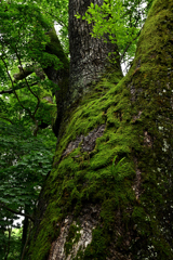苔に覆われた大木