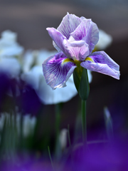 菖蒲