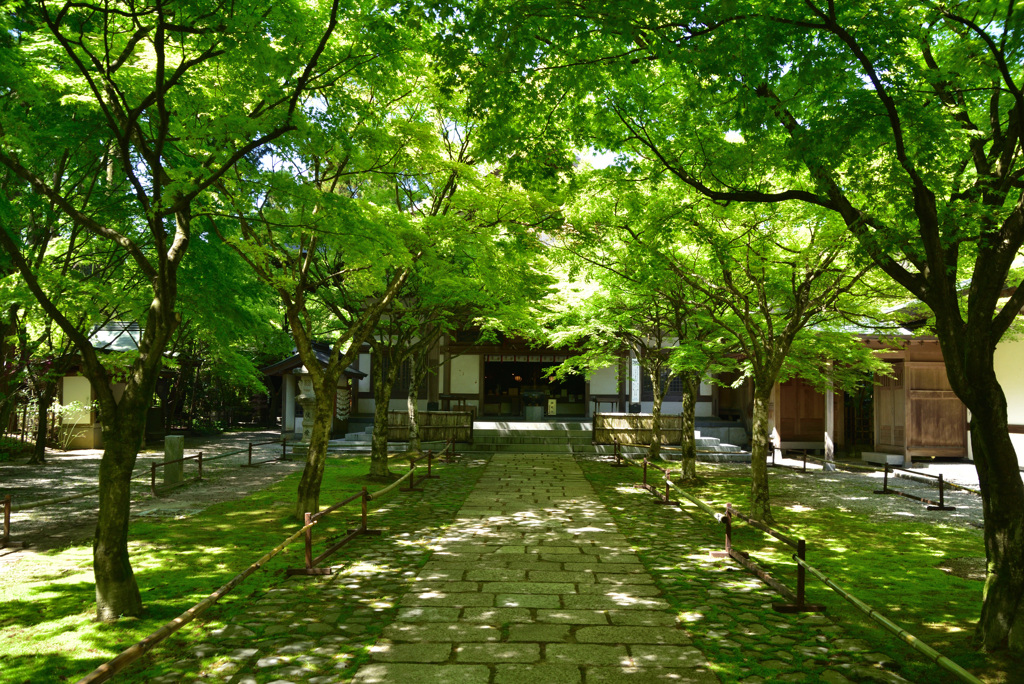 お寺の新緑