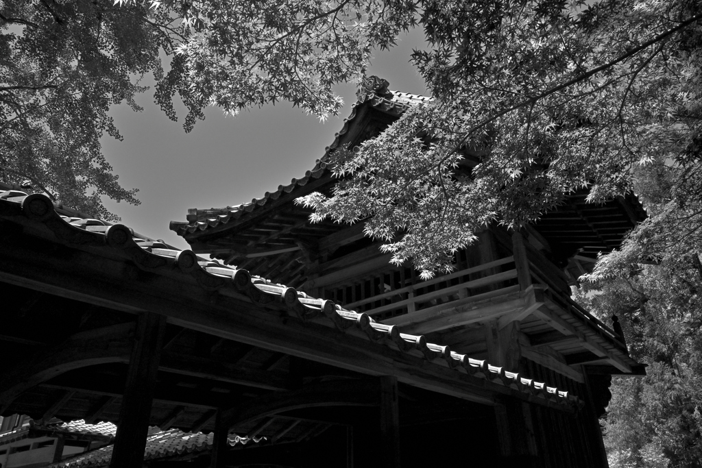 お寺の新緑