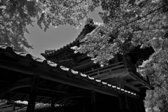 お寺の新緑