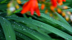 雨にうたれて