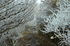 雲仙仁田峠　霧氷２