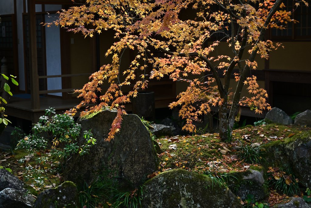 天祐寺紅葉3