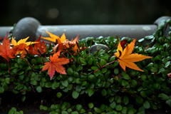 天祐寺紅葉５