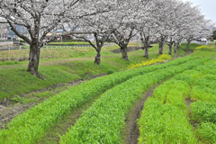 Sライン