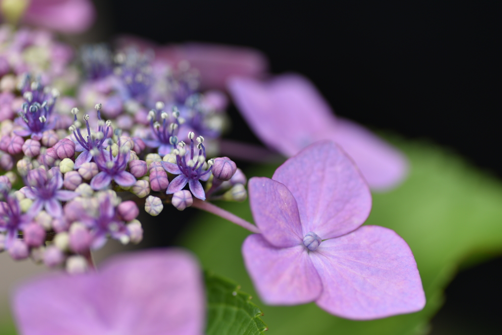 紫陽花の花