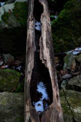 古木の中に