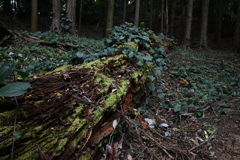 朽ちた大木