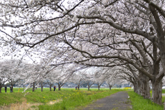 草場川