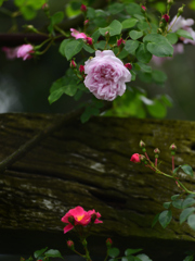 花園４