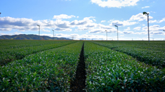 筑後広域公園　茶畑２