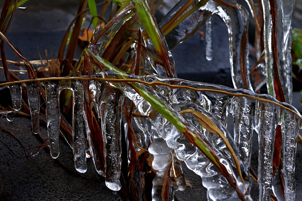 土手の雑草が・・・２