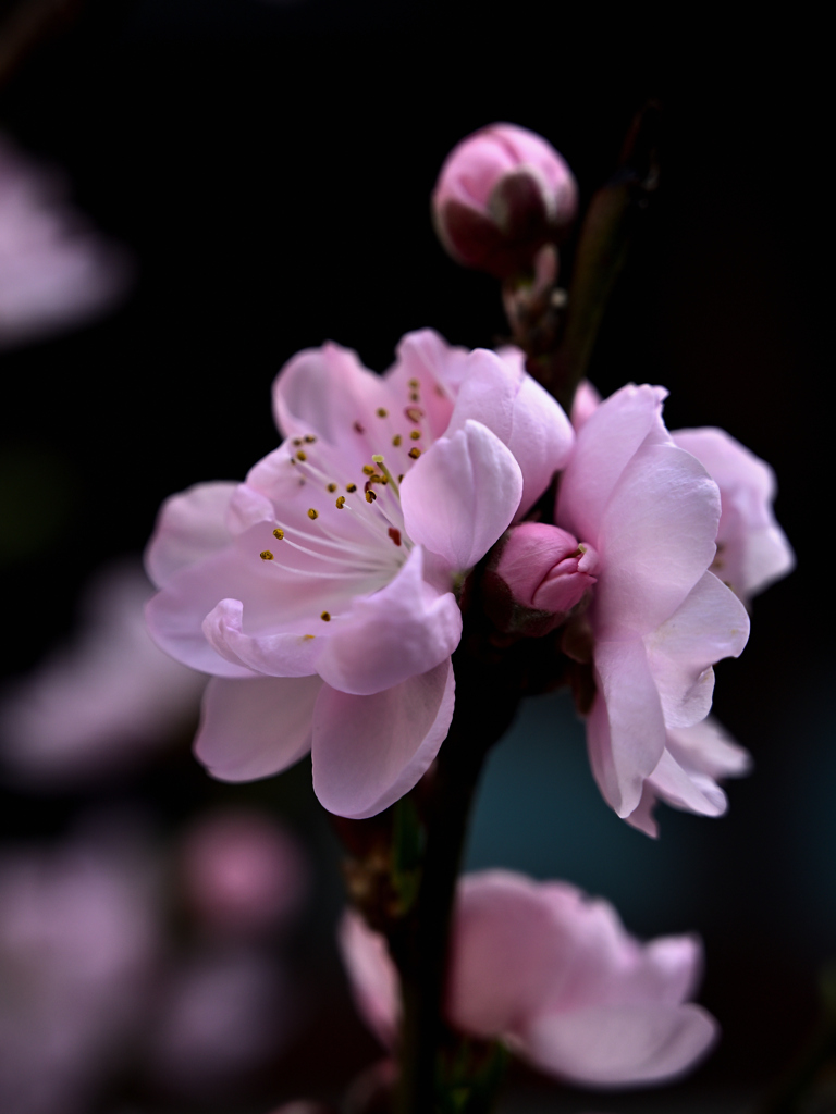 我が家の花桃２
