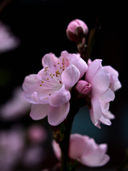 我が家の花桃２