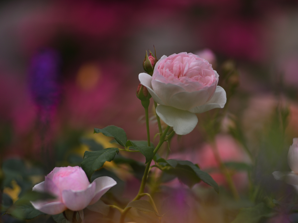 花園２