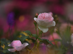 花園２