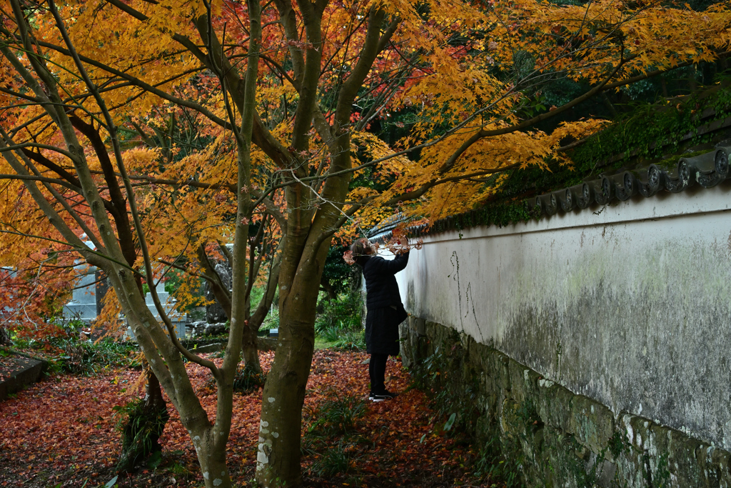 天祐寺紅葉４