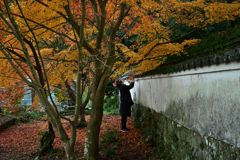天祐寺紅葉４