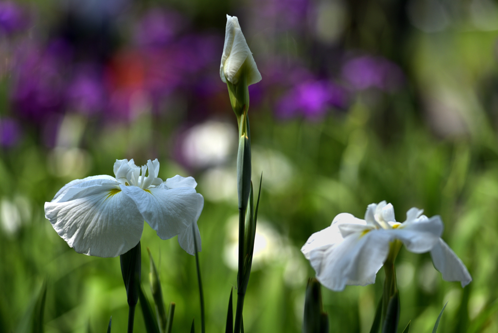 菖蒲２