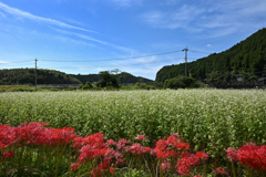北山　蕎麦の花２